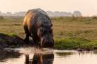 Portrait of a hippopotamus running into the water from a river bank Chobe National Park-Botswana Art Print